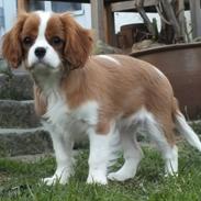 Cavalier king charles spaniel Murnley´s Bijou Avenue - Bijou