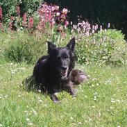 Blanding af racer Blackie