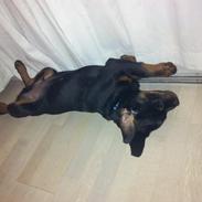 Rottweiler Zeus