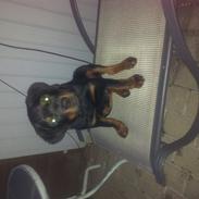 Rottweiler Zeus