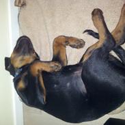 Rottweiler Zeus
