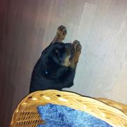 Rottweiler Zeus