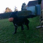 Blanding af racer Blackie