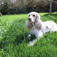 Cocker spaniel Bella