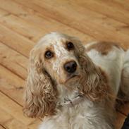 Cocker spaniel Bella