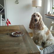 Cocker spaniel Bella