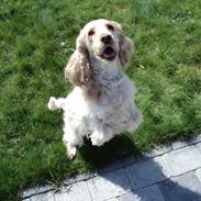 Cocker spaniel Bella