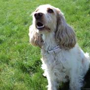 Cocker spaniel Bella