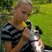 Dansk svensk gaardhund Freja