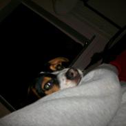 Dansk svensk gaardhund Freja