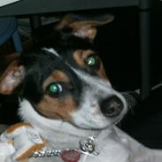 Dansk svensk gaardhund Freja