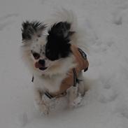 Chihuahua Emma's Paplo *Cody*