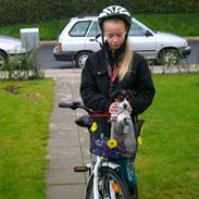 Dansk svensk gaardhund Freja