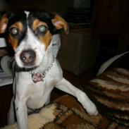 Dansk svensk gaardhund Freja