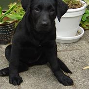 Labrador retriever Luna