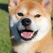 Shiba Gizmo