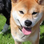 Shiba Gizmo