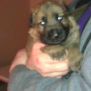 Schæferhund kegean