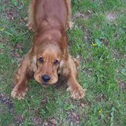 Cocker spaniel Charlie