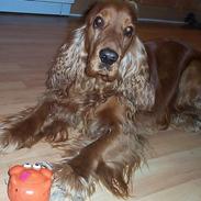 Cocker spaniel Charlie