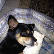 Blanding af racer Bertram