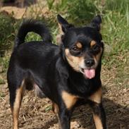 Blanding af racer Bertram