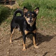 Blanding af racer Bertram