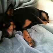 Blanding af racer Bertram