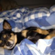 Blanding af racer Bertram