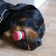 Blanding af racer Zindy