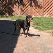 Blanding af racer Zindy