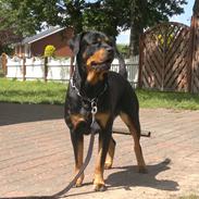 Blanding af racer Zindy