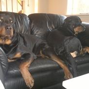 Blanding af racer Zindy