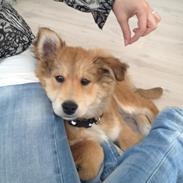 Blanding af racer Tjalfe