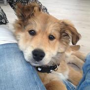 Blanding af racer Tjalfe