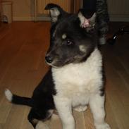 Alaskan husky Tiki