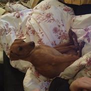 Dvaergpinscher Victor