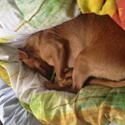 Dvaergpinscher Victor