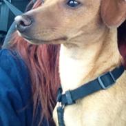 Dvaergpinscher Victor