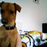 Dvaergpinscher Victor