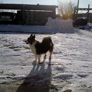 Islandsk fårehund Silja (Sille)