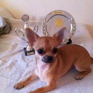 Chihuahua Frk Kvistes Barasso *Prince*