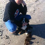 Berner sennenhund Kato