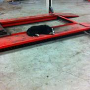 Berner sennenhund Kato