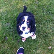 Berner sennenhund Kato