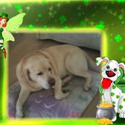 Labrador retriever Creme-Fraice  Cameroon (Tarzan)