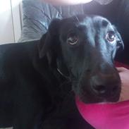 Blanding af racer blacki