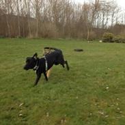 Blanding af racer blacki