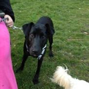 Blanding af racer blacki