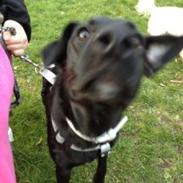 Blanding af racer blacki